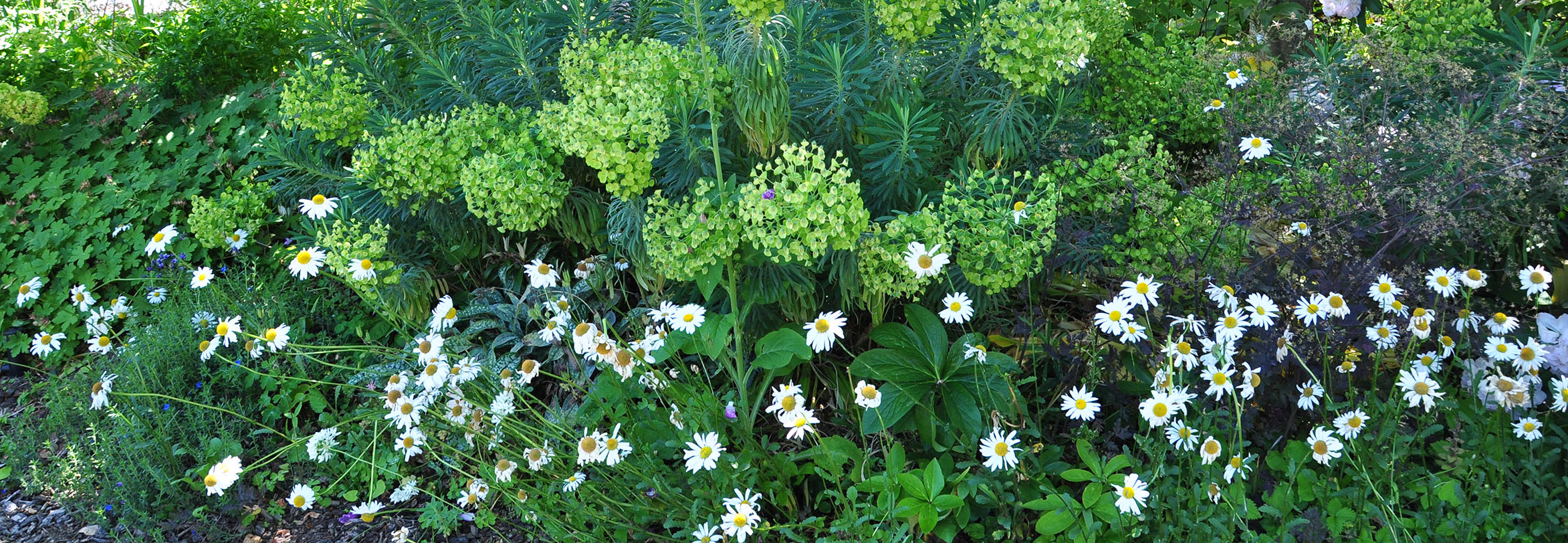 Sustainable home landscape with planting beds